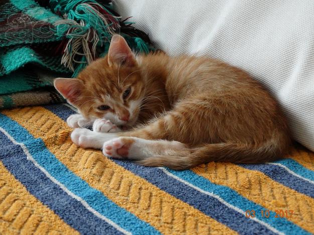 Котята породы ОЦИКЕТ
